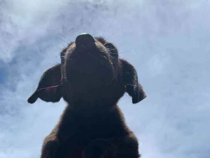 Cachorro ra a labrador  idade Abaixo de 2 meses nome sem nome 