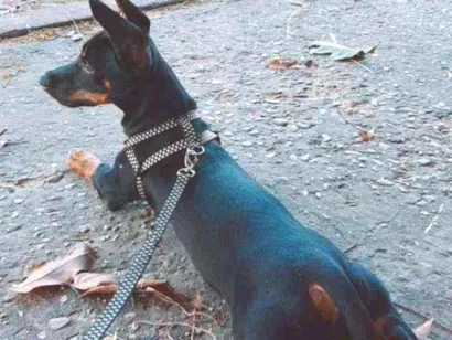 Cachorro raça Pinscher N°2 idade 7 a 11 meses nome Zeca