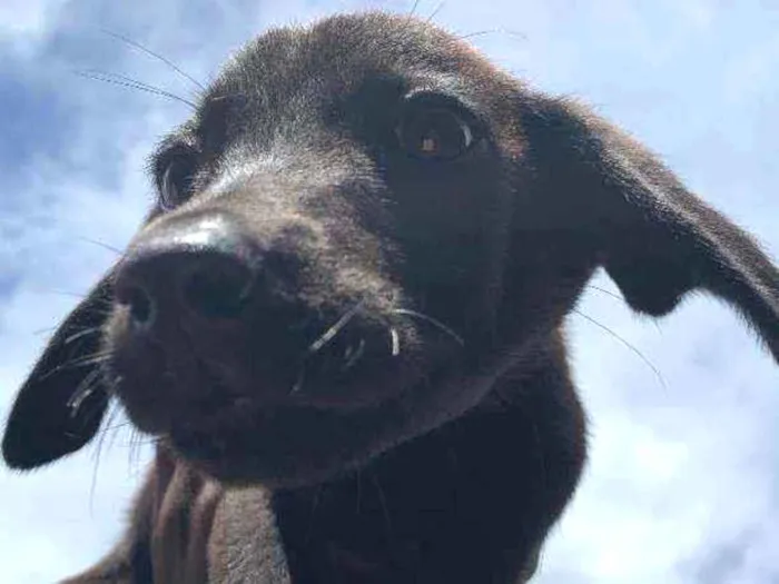 Cachorro ra a labrador  idade Abaixo de 2 meses nome sem nome 