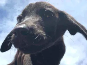 Cachorro raça labrador  idade Abaixo de 2 meses nome sem nome 