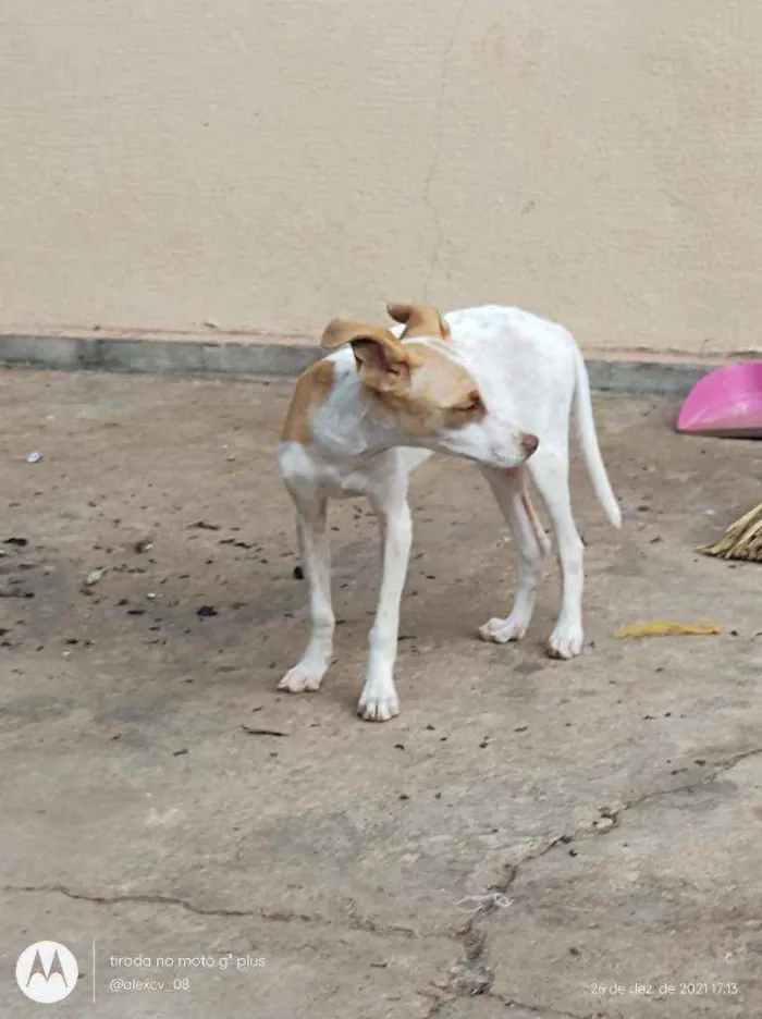 Cachorro ra a Comum idade 2 a 6 meses nome Coração, Caramelo,pi