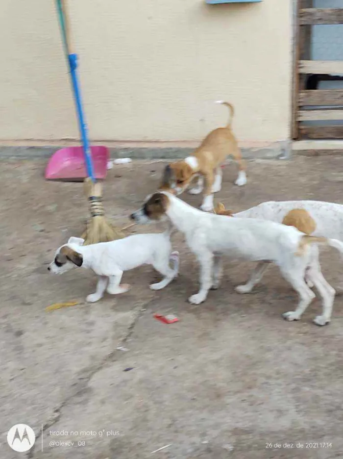 Cachorro ra a Comum idade 2 a 6 meses nome Coração, Caramelo,pi