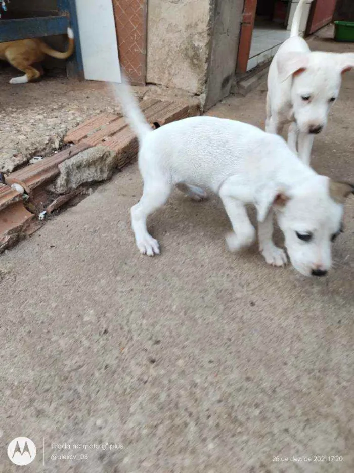 Cachorro ra a Comum idade 2 a 6 meses nome Coração, Caramelo,pi