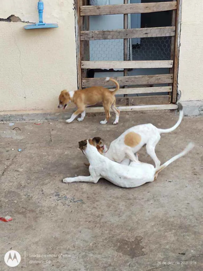 Cachorro ra a Comum idade 2 a 6 meses nome Coração, Caramelo,pi