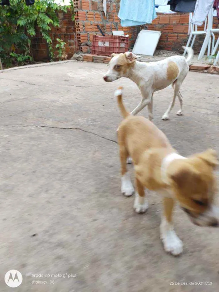 Cachorro ra a Comum idade 2 a 6 meses nome Coração, Caramelo,pi