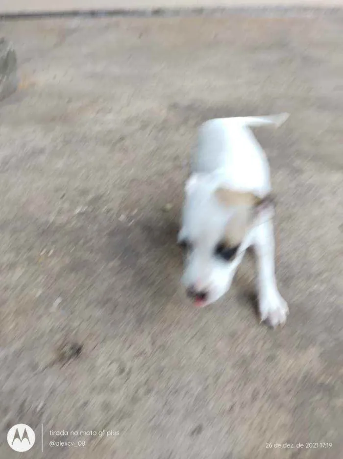 Cachorro ra a Comum idade 2 a 6 meses nome Coração, Caramelo,pi