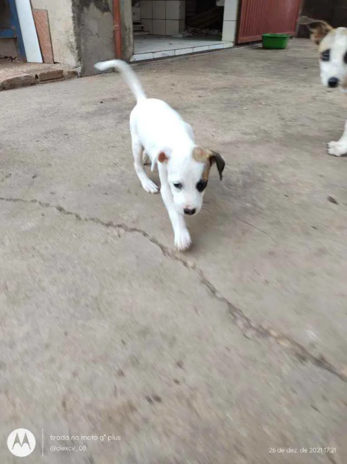 Cachorro ra a Comum idade 2 a 6 meses nome Coração, Caramelo,pi