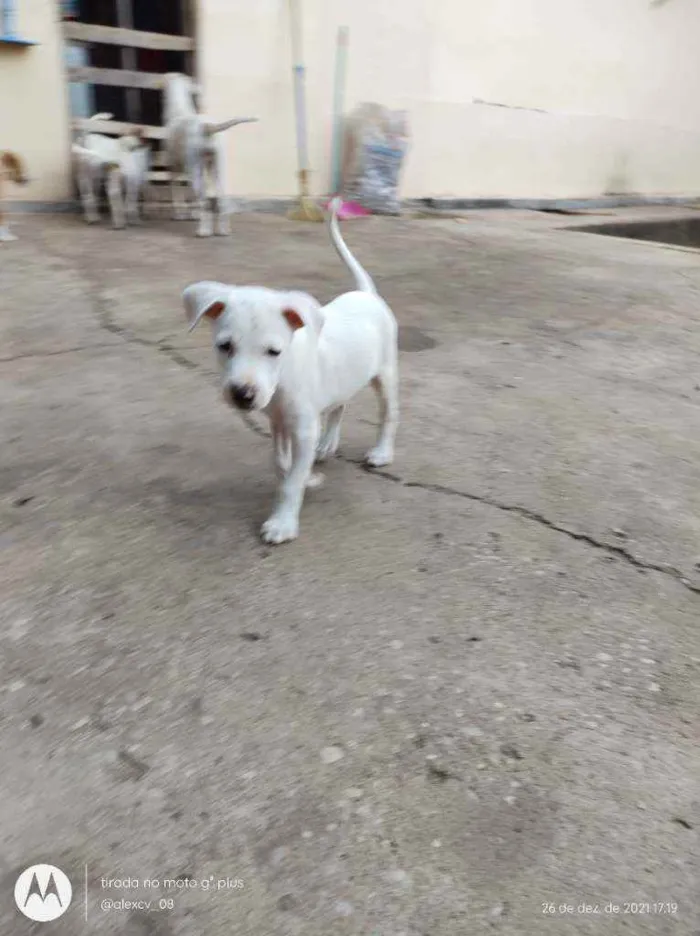Cachorro ra a Comum idade 2 a 6 meses nome Coração, Caramelo,pi