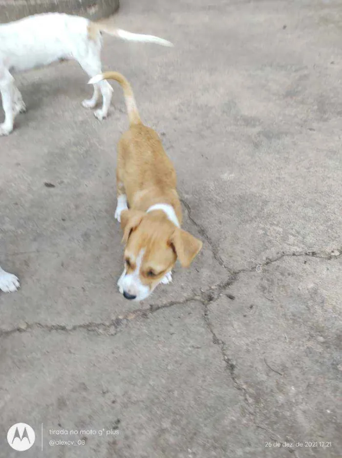Cachorro ra a Comum idade 2 a 6 meses nome Coração, Caramelo,pi