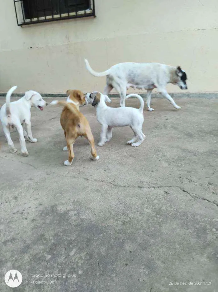 Cachorro ra a Comum idade 2 a 6 meses nome Coração, Caramelo,pi
