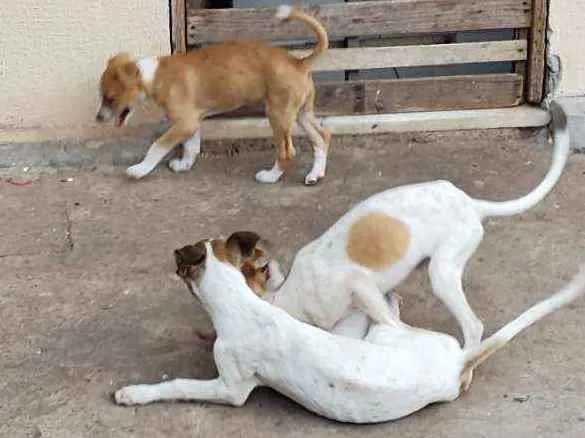 Cachorro ra a Comum idade 2 a 6 meses nome Coração, Caramelo,pi