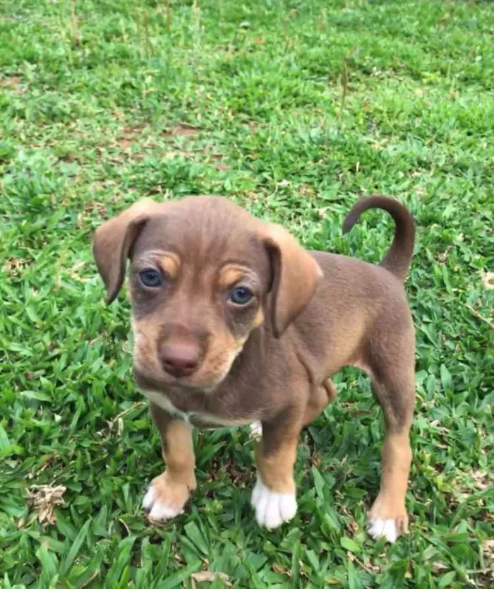 Cachorro ra a mistura de pincher com poodle  idade 2 a 6 meses nome nao tem