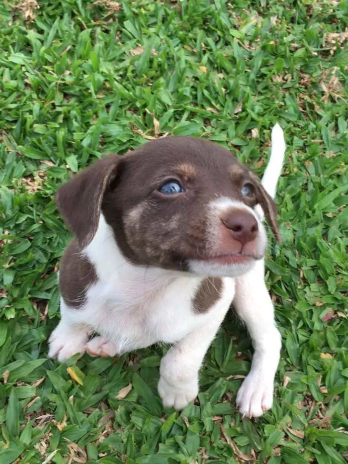 Cachorro ra a mistura de pincher com poodle  idade 2 a 6 meses nome nao tem