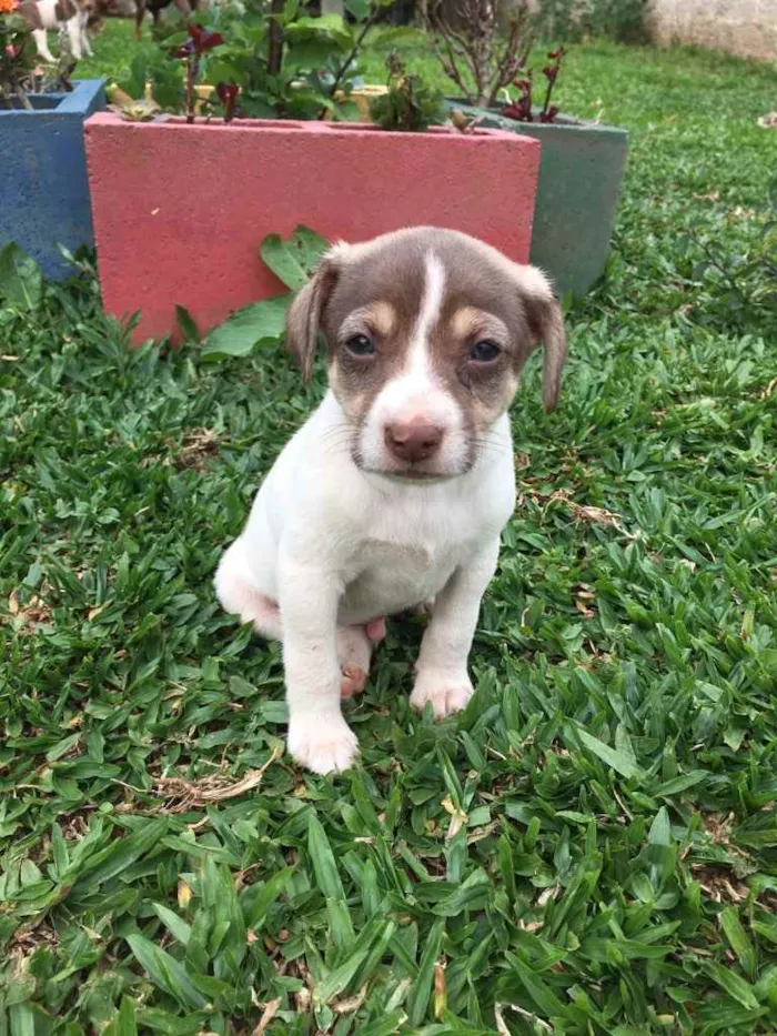 Cachorro ra a mistura de pincher com poodle  idade 2 a 6 meses nome nao tem