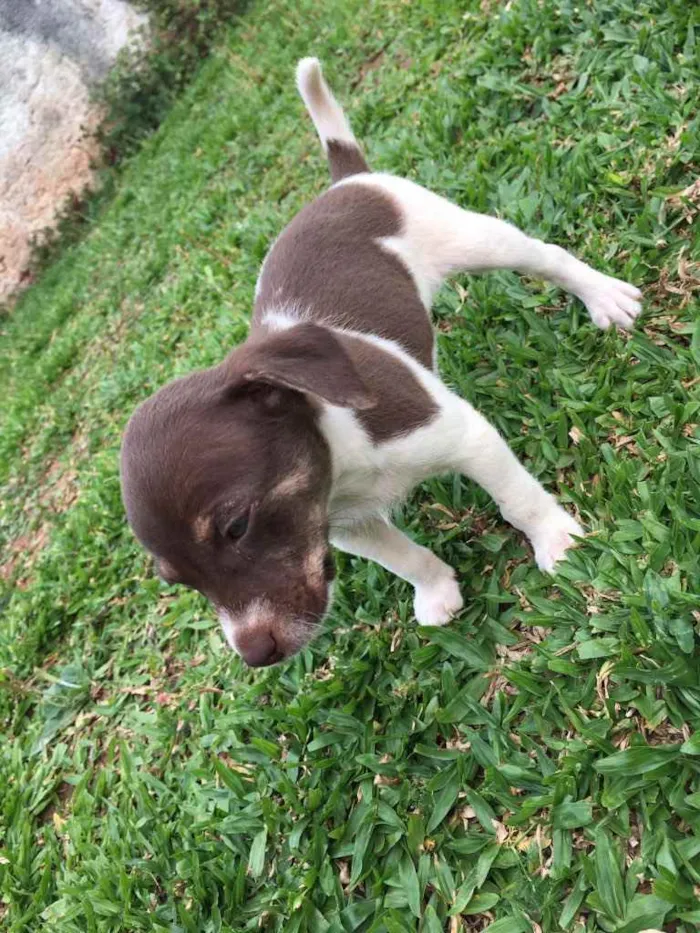 Cachorro ra a mistura de pincher com poodle  idade 2 a 6 meses nome nao tem