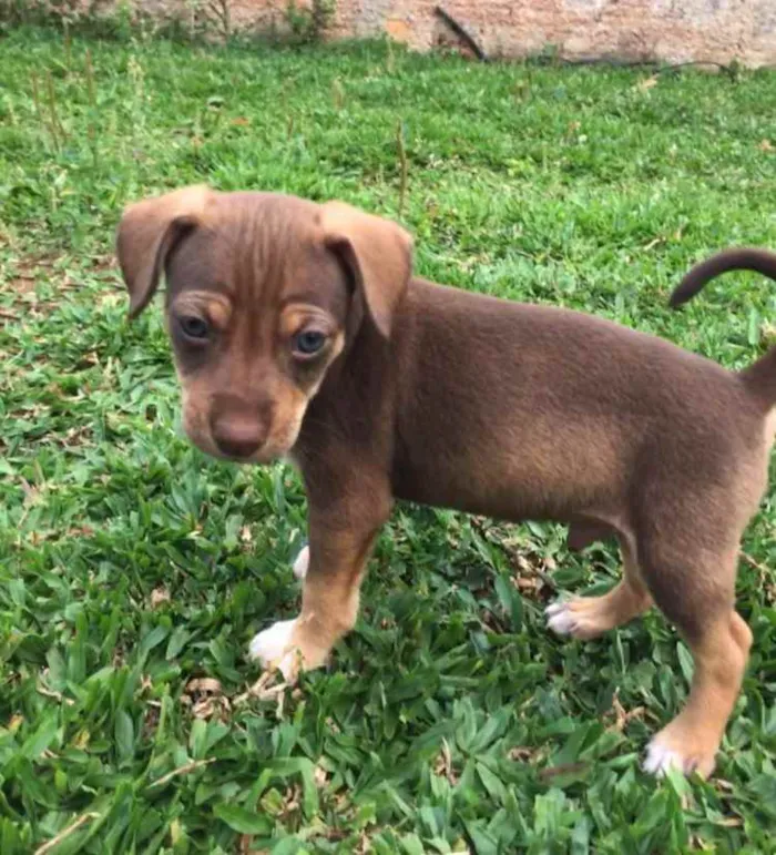 Cachorro ra a mistura de pincher com poodle  idade 2 a 6 meses nome nao tem