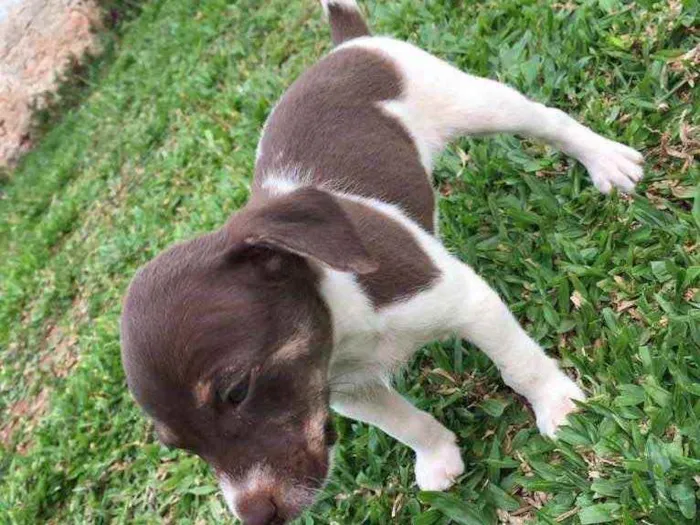 Cachorro ra a mistura de pincher com poodle  idade 2 a 6 meses nome nao tem