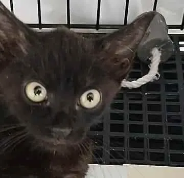 Gato raça Srd idade 2 a 6 meses nome Zeca