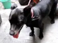 Cachorro raça Srd  idade 4 anos nome Neguinho porte P 
