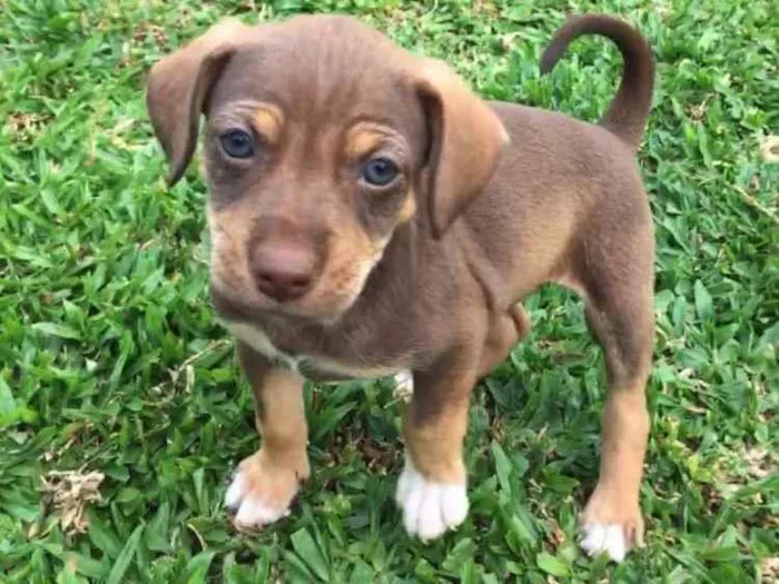 Cachorro ra a mistura de pincher com poodle  idade 2 a 6 meses nome nao tem