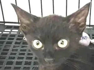 Gato raça Srd idade 2 a 6 meses nome Zeca