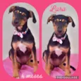 Cachorro raça SRD  idade 2 a 6 meses nome Lara
