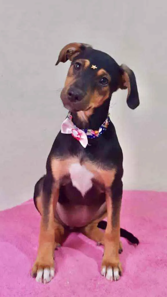 Cachorro raça SRD  idade 2 a 6 meses nome Lara