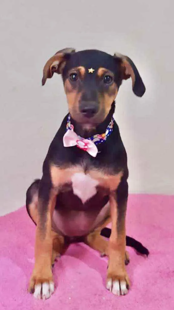 Cachorro raça SRD  idade 2 a 6 meses nome Lara