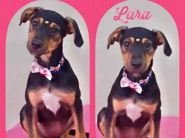 Cachorro raça SRD  idade 2 a 6 meses nome Lara