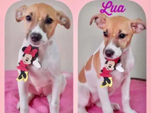 Cachorro raça SRD  idade 2 a 6 meses nome Lua 
