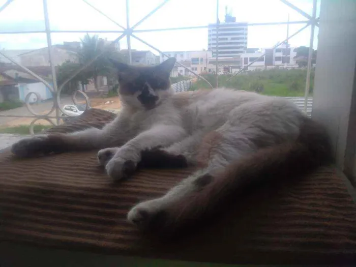 Gato raça Sem raça definida idade 1 ano nome Noah