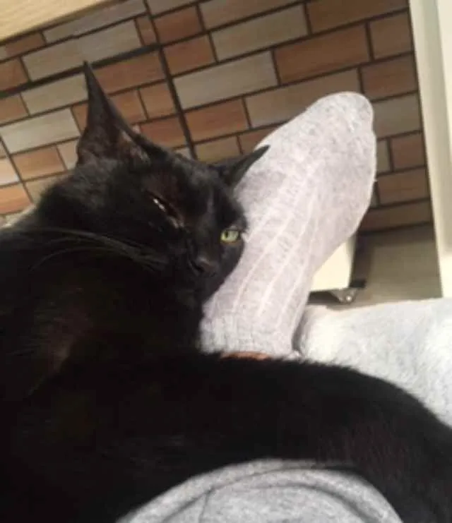Gato ra a Sem raça definida idade 6 ou mais anos nome Nina