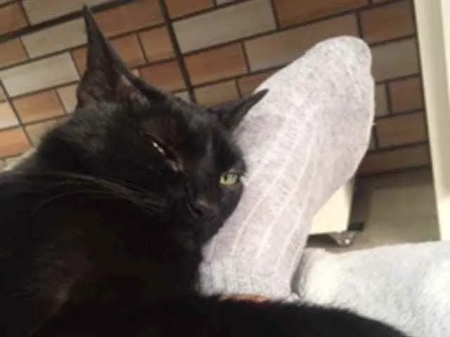 Gato ra a Sem raça definida idade 6 ou mais anos nome Nina