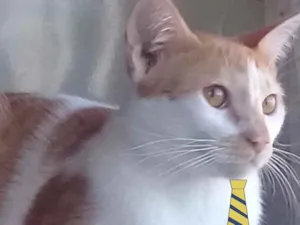 Gato raça Mestiço  idade 2 anos nome Tody