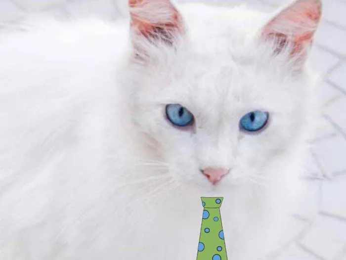 Gato raça Mestiço  idade 7 a 11 meses nome Floquinho 