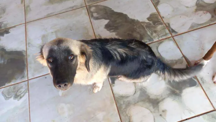 Cachorro ra a Misturada pastor alemão  idade 2 a 6 meses nome Laila