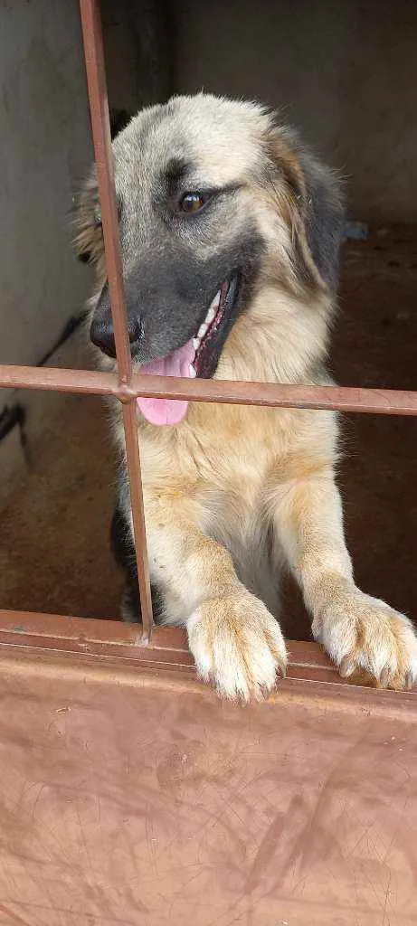 Cachorro ra a Misturada pastor alemão  idade 2 a 6 meses nome Laila