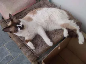Gato raça Sem raça definida idade 1 ano nome Noah