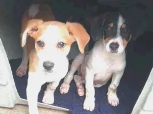 Cachorro raça Vira-lata idade 2 a 6 meses nome Chaves e bob