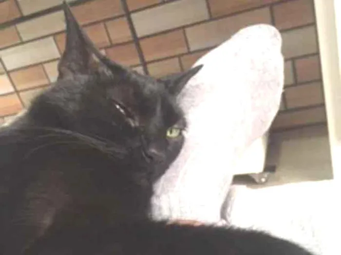 Gato ra a Sem raça definida idade 6 ou mais anos nome Nina