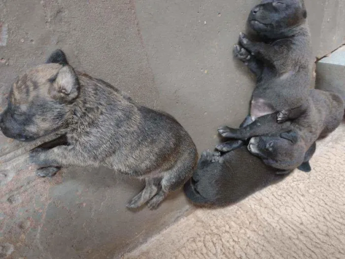 Cachorro ra a Sem raça idade Abaixo de 2 meses nome Sem nomes