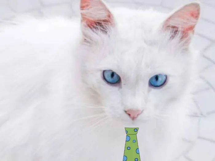 Gato raça Mestiço  idade 7 a 11 meses nome Floquinho 