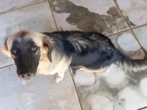 Cachorro raça Misturada pastor alemão  idade 2 a 6 meses nome Laila