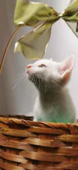 Gatinho Branco