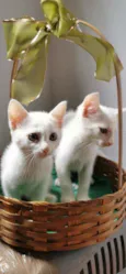 Gatinho Branco