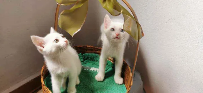 Gato ra a SRD idade Abaixo de 2 meses nome Gatinho Branco