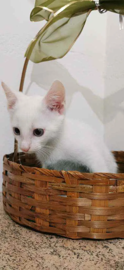 Gato ra a SRD idade Abaixo de 2 meses nome Gatinho Branco