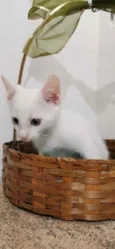 Gatinho Branco