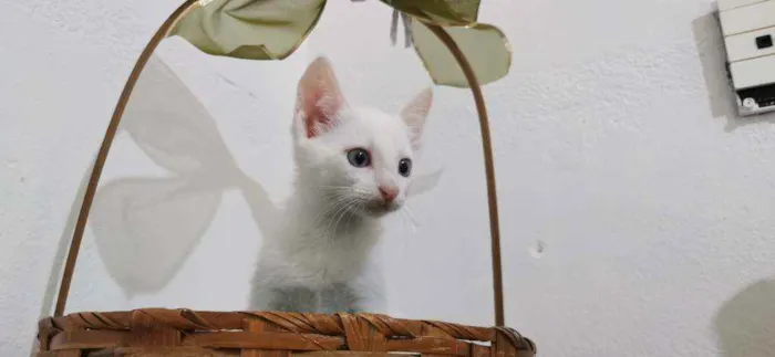 Gato ra a SRD idade Abaixo de 2 meses nome Gatinho Branco