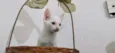 Gatinho Branco